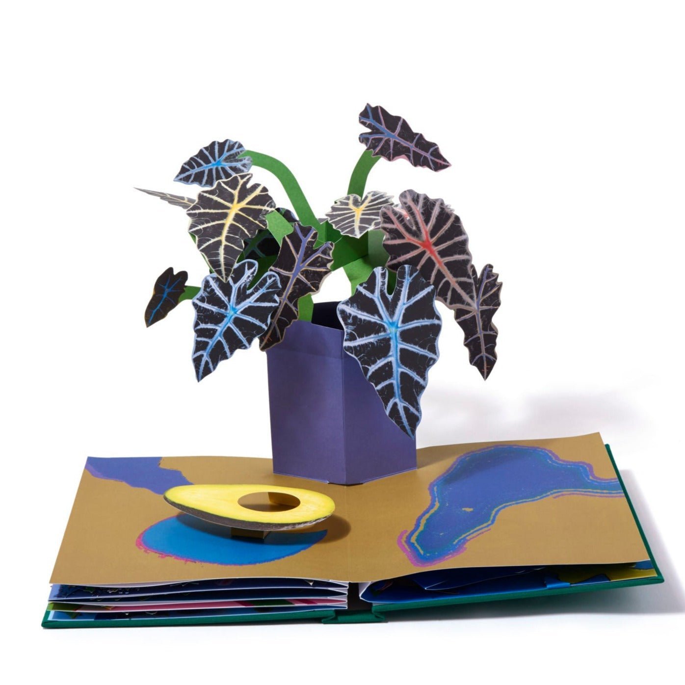 Daniel Gordon: Houseplants | Aperture